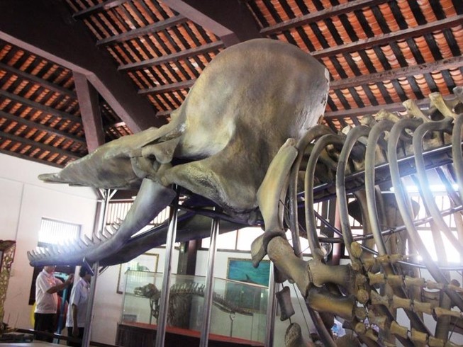 Ngắm bộ xương cá voi khủng trên đảo Phú Quý | Du lịch | PLO