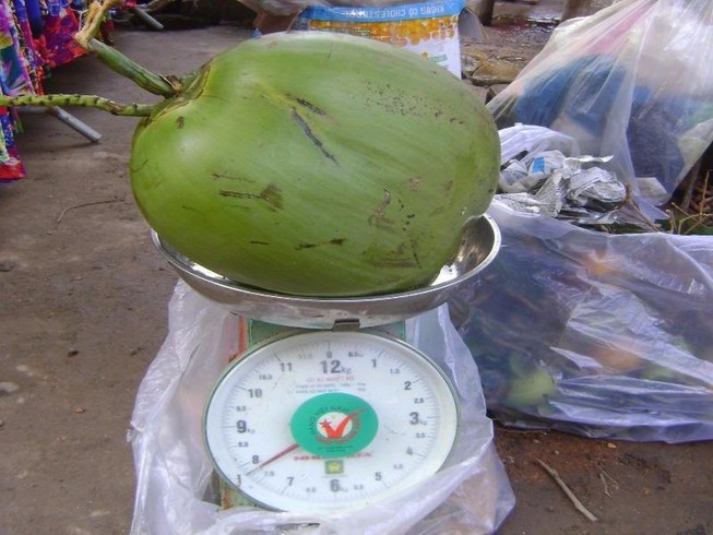 Ngỡ ngàng trái dừa khủng nặng gần 8 kg