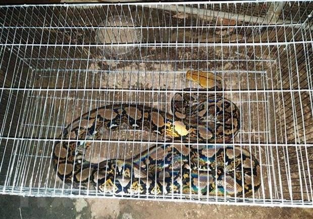 Người dân giao nộp con trăn gấm quý hiếm nặng 20 kg
