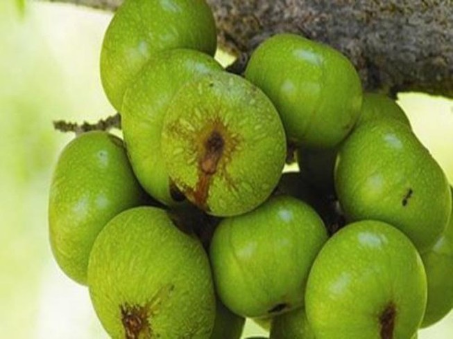 Sáu loại rau quả dân dã giúp tăng phong độ quý ông