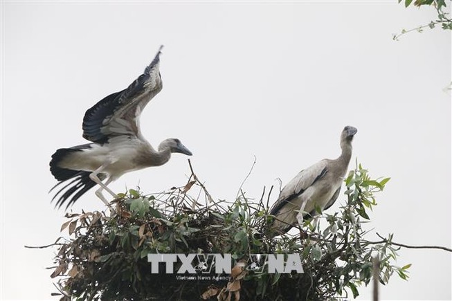 Cò nhạn quý hiếm xuất hiện tại lòng chảo Mường Thanh
