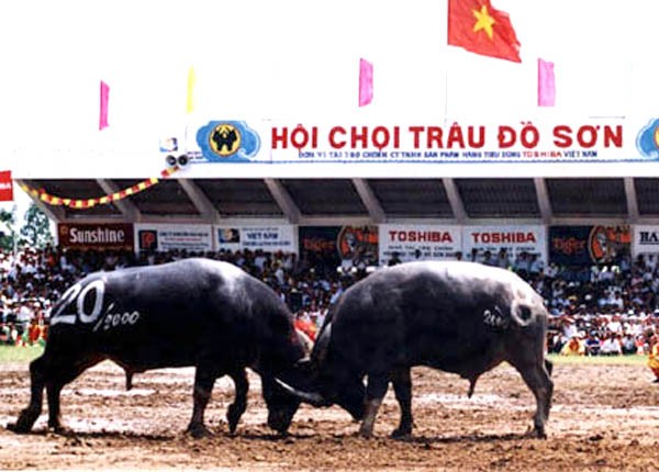 Lễ hội chọi trâu Đồ Sơn sẽ tiếp tục được tổ chức