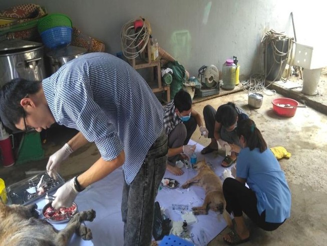 Hỗ trợ nhân đạo đàn chó trong đường dây trộm chó lớn nhất