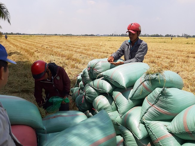 'Cấm xuất khẩu gạo, thiệt hại đầu tiên là người dân'