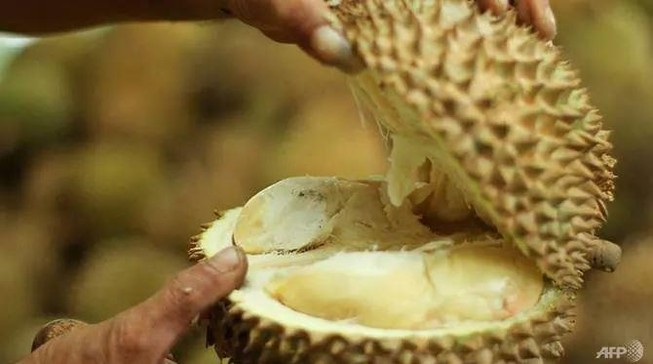500 người sơ tán vì... mùi sầu riêng