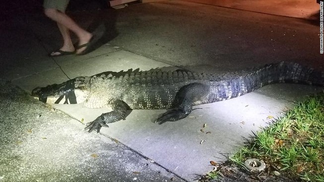 Con cá sấu dài gần 3.5m đột nhập vào căn nhà ở Florida lúc 3.30 sáng.