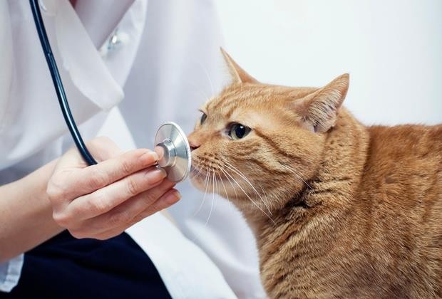 Mèo có thể dễ nhiễm dịch COVID-19. Ảnh: GETTY IMAGES