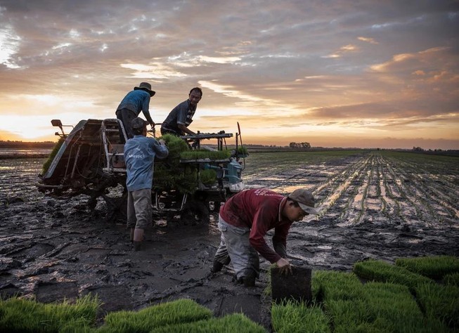 Cảnh trồng lúa tại Hồng Ngự, Việt Nam. Ảnh: THE NEW YORK TIMES