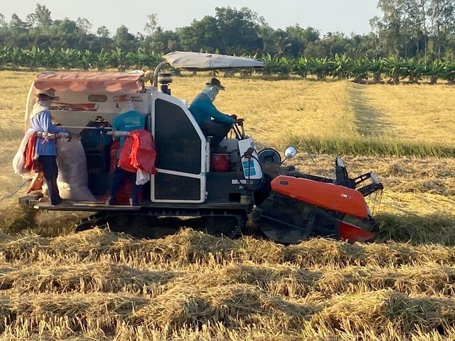 Hậu Giang: Lúa trúng mùa được giá, nông dân vui