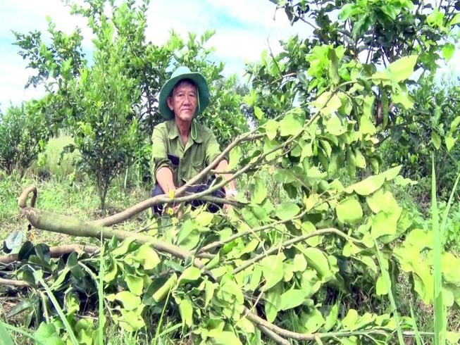 Giao giống bưởi Năm Roi trồng ra trái bưởi Lông Cổ Cò