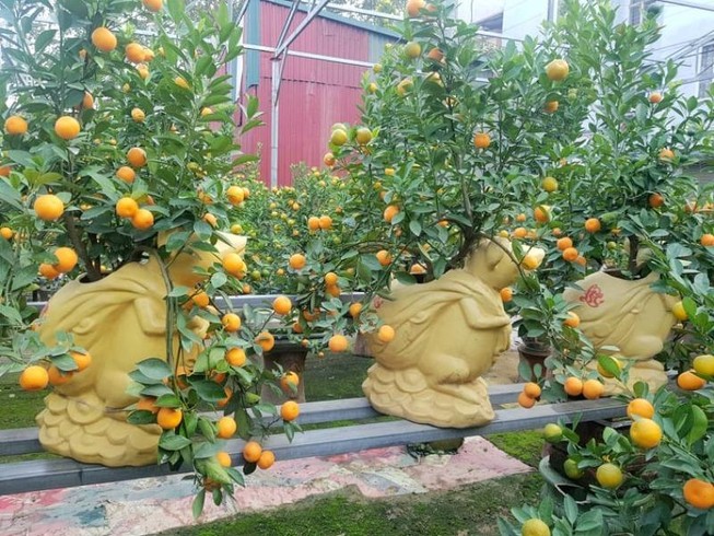 Chuột vàng cõng quất lạ mắt giá bạc triệu hút khách