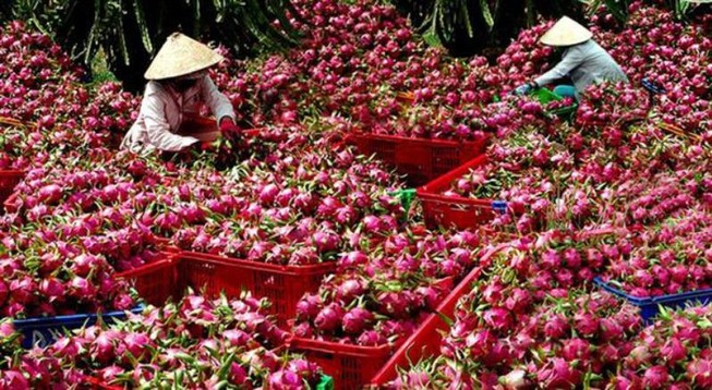 Thanh long rớt giá còn 5.000 đồng/kg vì virus Corona