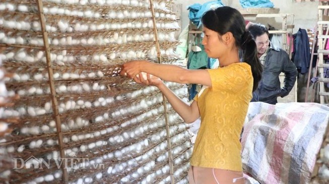 Tơ tằm kêu cứu vì không nhập được giống từ Trung Quốc