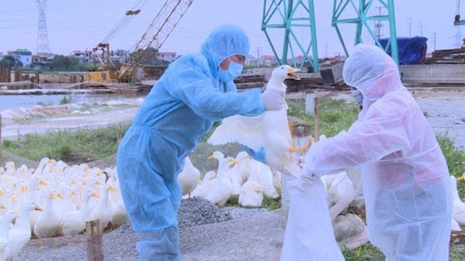 Tăng thêm 10 ổ dịch cúm gia cầm trong vòng 10 ngày