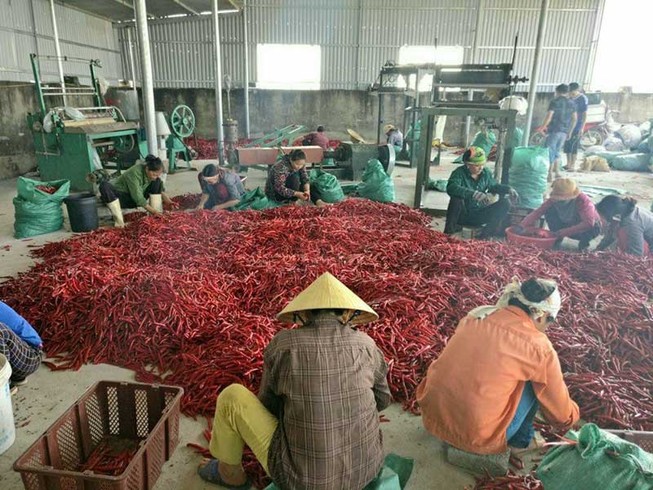 Cách làm sáng tạo ứng phó COVID-19 của các HTX nông nghiệp