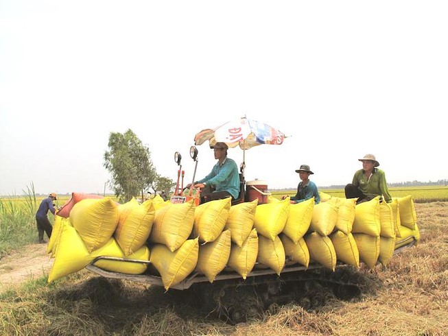 Báo cáo Thường vụ Quốc hội về xuất khẩu gạo