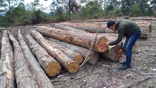 Ảnh minh họa. Nguồn: VOV