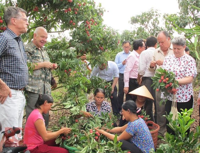 Bộ Công Thương vào cuộc thúc đẩy xuất khẩu vải tươi sang Nhật