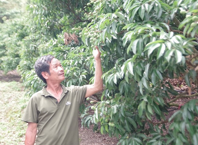 'Tôi rất muốn người Nhật được ăn quả vải đặc sản Bắc Giang'