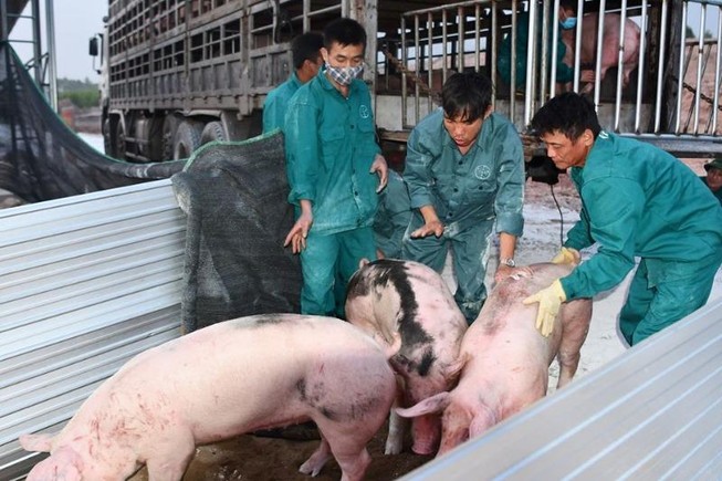 Heo giống đắt hàng từ... trong bụng mẹ, 3 triệu đồng/con