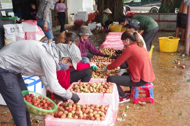 Vải thiều Việt Nam bán tại Nhật giá khủng 375.000 đồng/kg