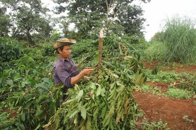 Hàng trăm cây cà phê bị phá trong đêm