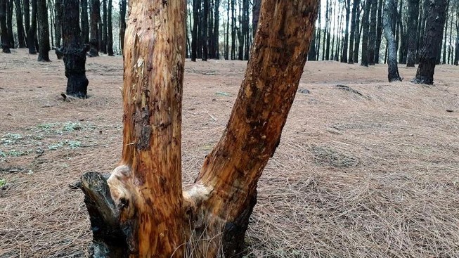 Báo động rừng thông bị cạo vỏ đem bán