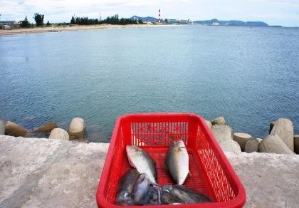 Hà Tĩnh lập hội đồng đánh giá thiệt hại sự cố cá chết do Formosa