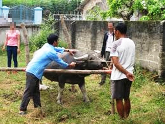 Trâu húc chủ bị thương và nhân viên thú y tử vong