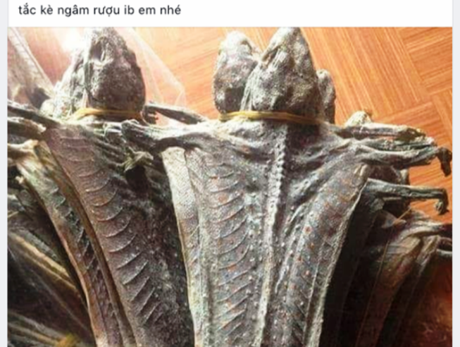 Cán bộ xã lên Facebook rao bán động vật hoang dã