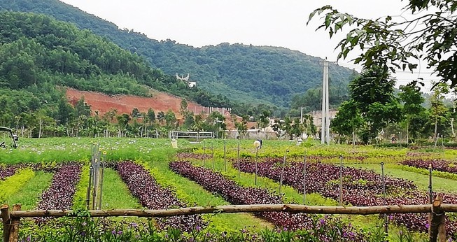 Di dời dân, chuyển đất rừng để xây dựng sân golf Mường Thanh