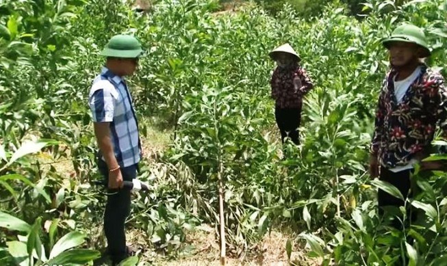 Xác định nghi can chặt hơn 3.100 cây keo của dân