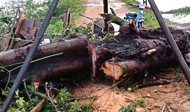 Cây bên đường ngã đè chết một phụ nữ