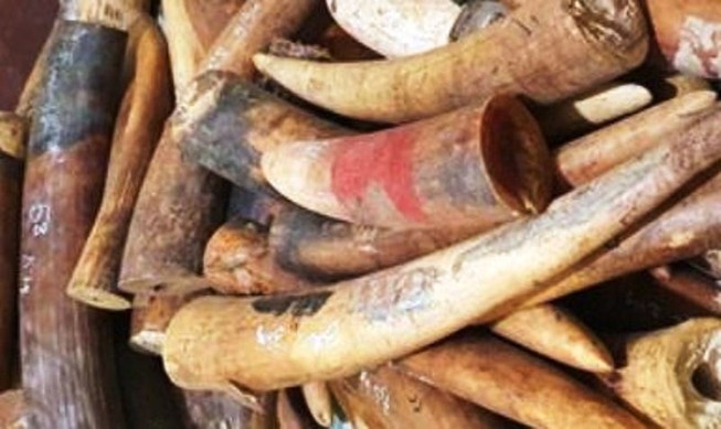 Chặn đứng 225 kg ngà voi trên đường ra Hà Nội