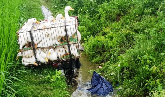 Người đàn ông chở vịt tử vong dưới mương