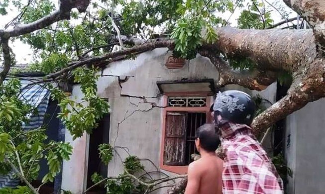 Sét đánh chết trâu, lốc xoáy gây đổ cây xuống nhà dân