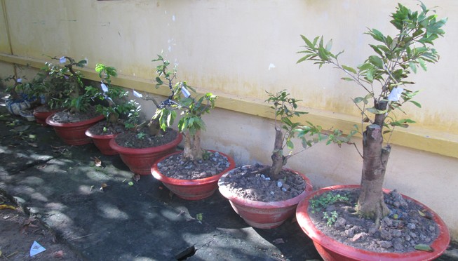 Khởi tố chuyên gia… 'sưu tầm' mai kiểng