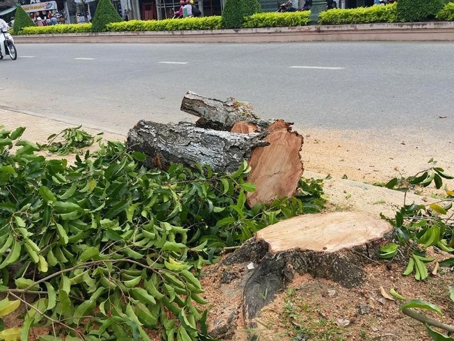 Cưa bỏ hàng trăm cây xanh trên 20 năm tuổi vì... sâu