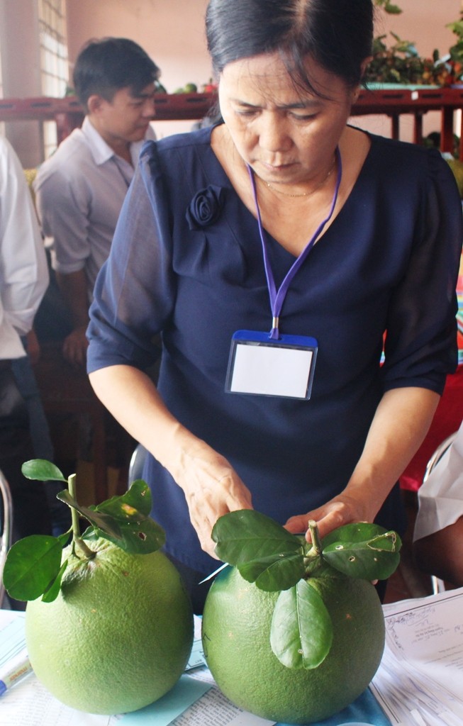 Lại săn lùng đặc sản bưởi da xanh còn... non