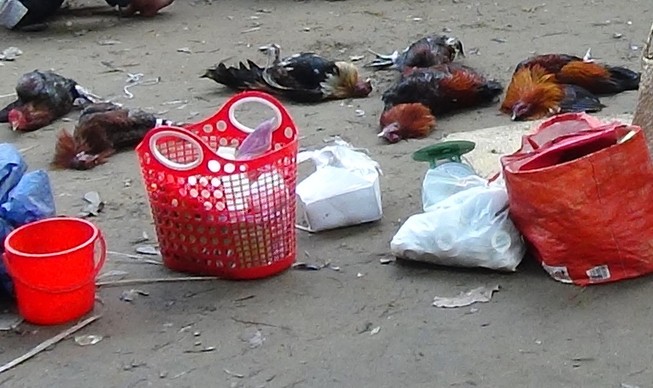 41 người bị bắt giữ tại trường gà ở Rạch Giá