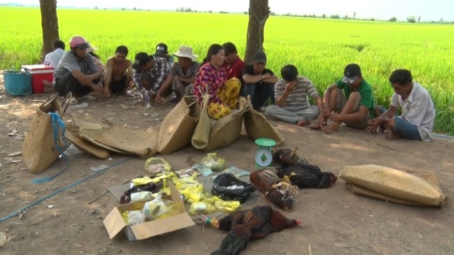 Kiên Giang bắt ổ đá gà thường xuyên đổi địa điểm