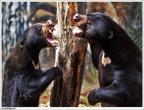 Gấu chạy rong, ‘đánh nhau’ ngay giữa sân sau nhà dân