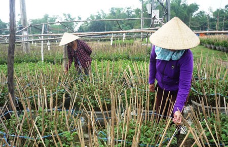 Tết này Vĩnh Liêm vắng hoa cúc