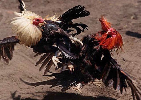 Đá gà ăn tiền bị phạt 1,5 triệu đồng