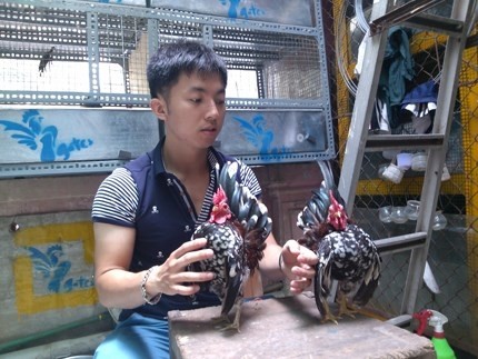 Giới trẻ Hà thành chơi gà chục triệu đồng