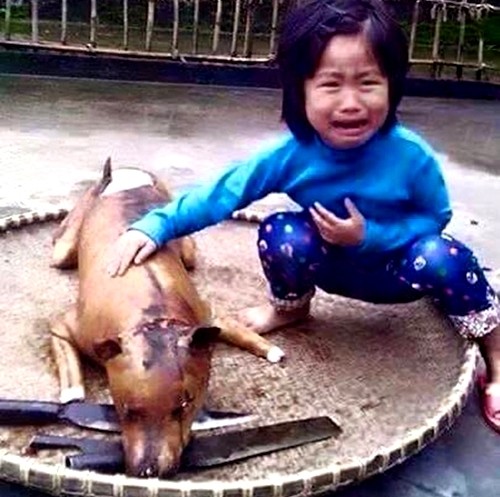 Câu chuyện xúc động về bức ảnh “cô bé khóc bên chú chó bị giết thịt“