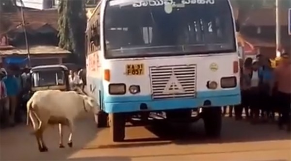 Kỳ lạ: Bò mẹ bốn năm ròng rã chặn đường xe buýt trả thù cho con