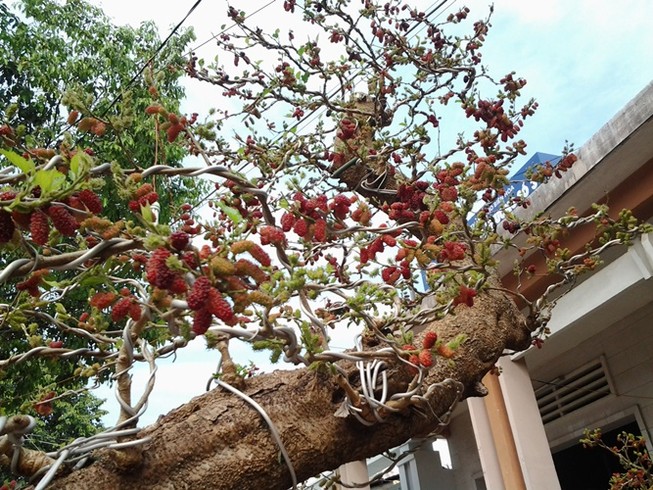 Chiêm ngưỡng gốc dâu tằm... kiểng giá hàng chục triệu đồng