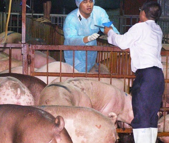 Buộc cam kết không sử dụng chất cấm trong chăn nuôi