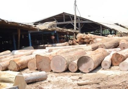 Kỷ luật 4 cán bộ kiểm lâm để doanh nghiệp cất giấu gỗ lậu